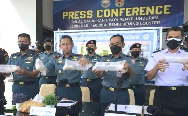 TNI AL Gagalkan Penyelundupan Benur Lobster Senilai 46 Miliar