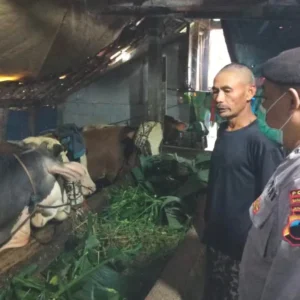 Antisipasi Virus PMK, Polres Banjarnegara Cek Peternak Sapi Antisipasi Virus PMK, Polres Banjarnegara Cek Peternak Sapi