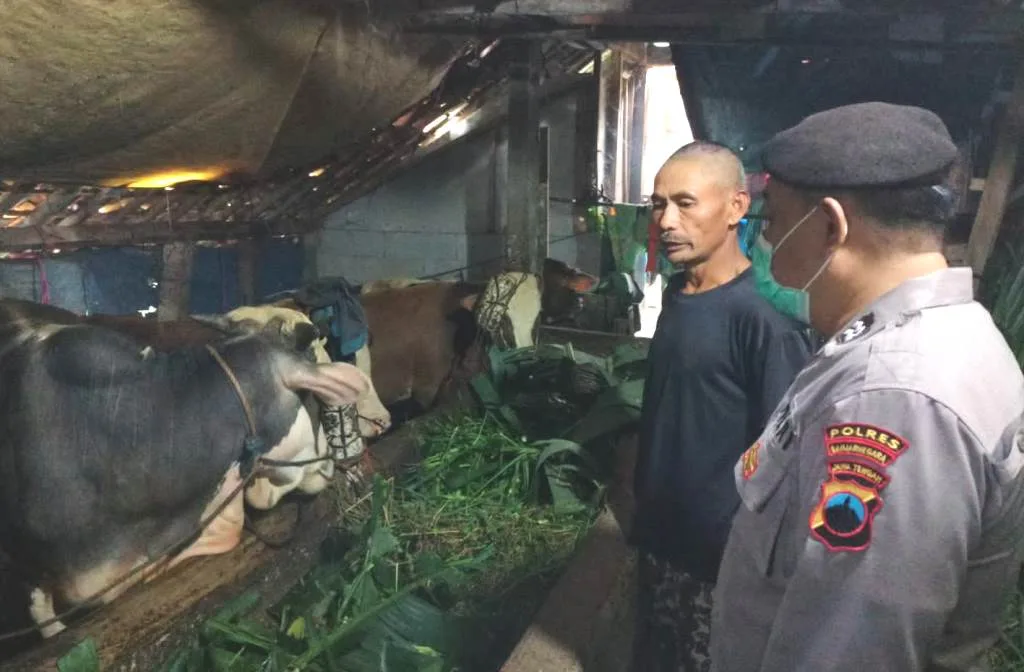 Antisipasi Virus PMK, Polres Banjarnegara Cek Peternak Sapi