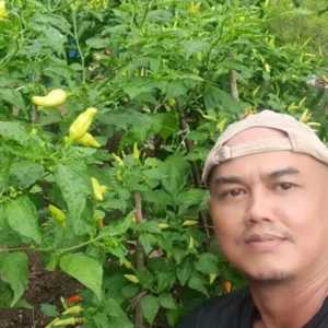Harga Cabai Meroket, Disperindag Dorong Produktivitas Petani Lokal