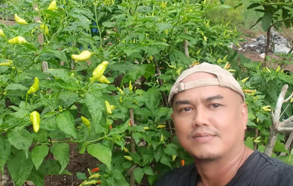 Harga Cabai Meroket, Disperindag Dorong Produktivitas Petani Lokal