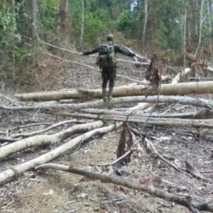 Hutan Habitat Gajah Sumatera Dirambah Jadi Kebun Sawit