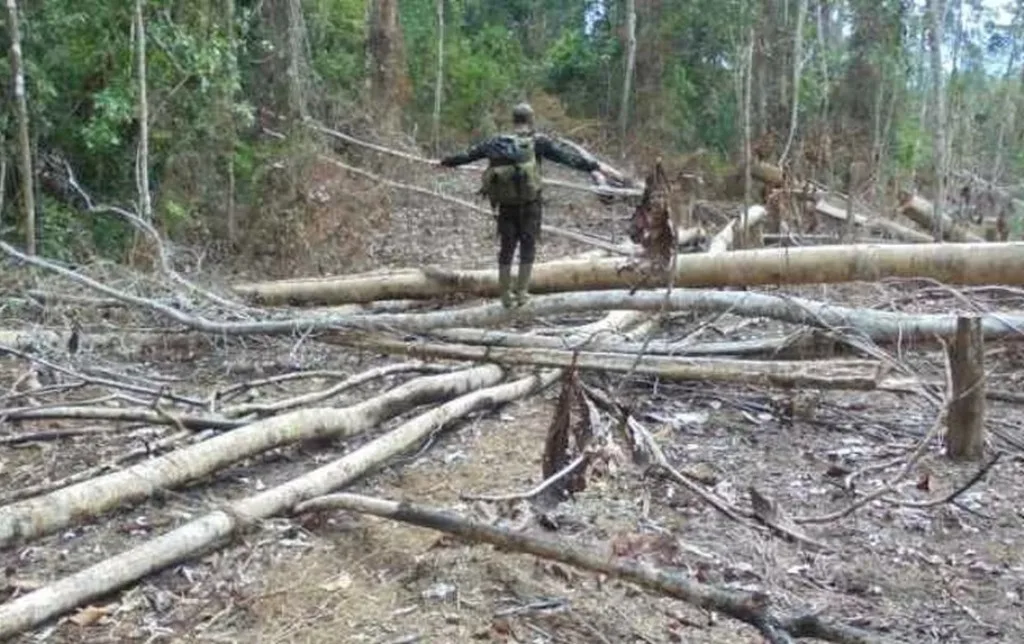 Hutan Habitat Gajah Sumatera Dirambah Jadi Kebun Sawit