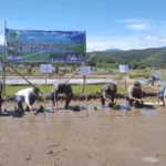 Jaga Sektor Pertanian Bupati Launching MT-2 di Lebong Selatan