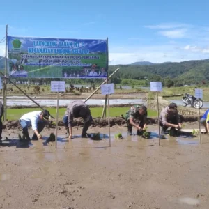 Jaga Sektor Pertanian Bupati Launching MT-2 di Lebong Selatan Jaga Sektor Pertanian Bupati Launching MT-2 di Lebong Selatan