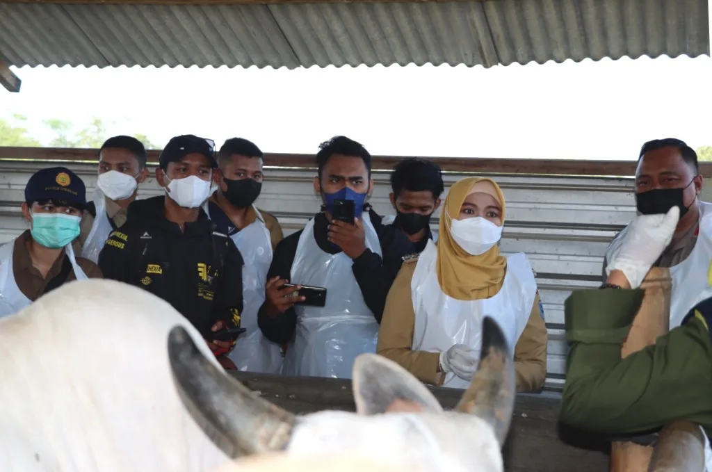 Jelang Idul Adha, Kapolres dan Bupati Demak Tinjau Vaksinasi PMK Hewan Ternak