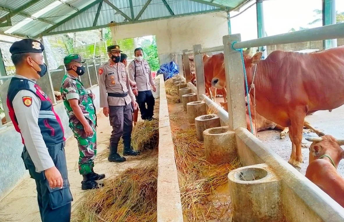 Jelang Idul Adha, Polres Banjarnegara Cek Peternak Sapi Antisipasi Virus PMK 