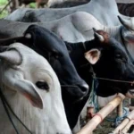 Tips Memilih Hewan Kurban di Tengah Wabah PMK