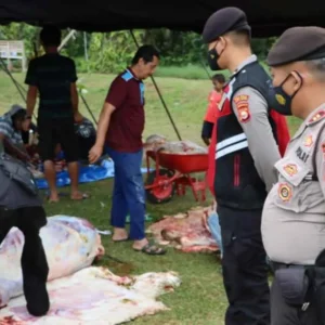 Idul Adha 1443H, Polres Mukomuko Kurban Dua Sapi Satu Kambing Idul Adha 1443H, Polres Mukomuko Kurban Dua Sapi Satu Kambing