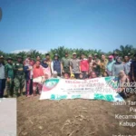 Kelompok Tani Karya Perkasa Kaur Tanam Jagung Perdana