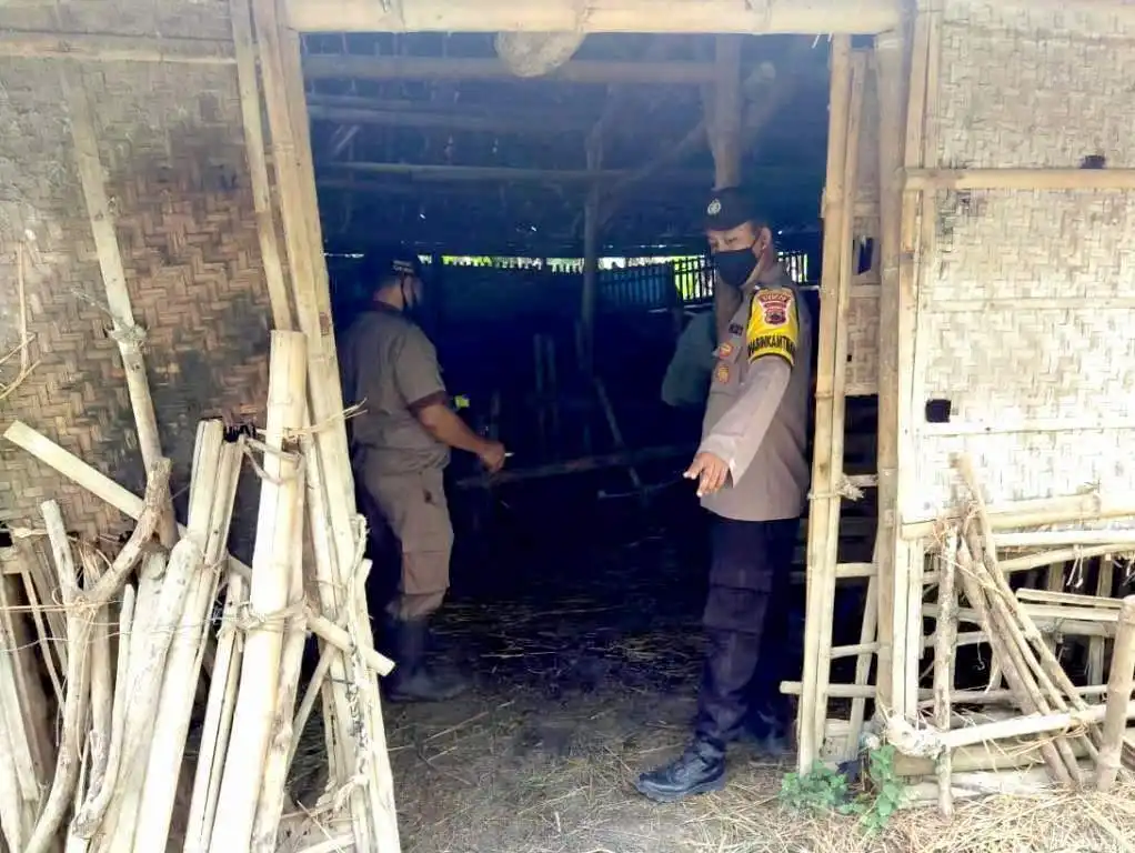 Antisipasi PMK, Kapolsek Gajah Laksanakan Monitoring Ternak