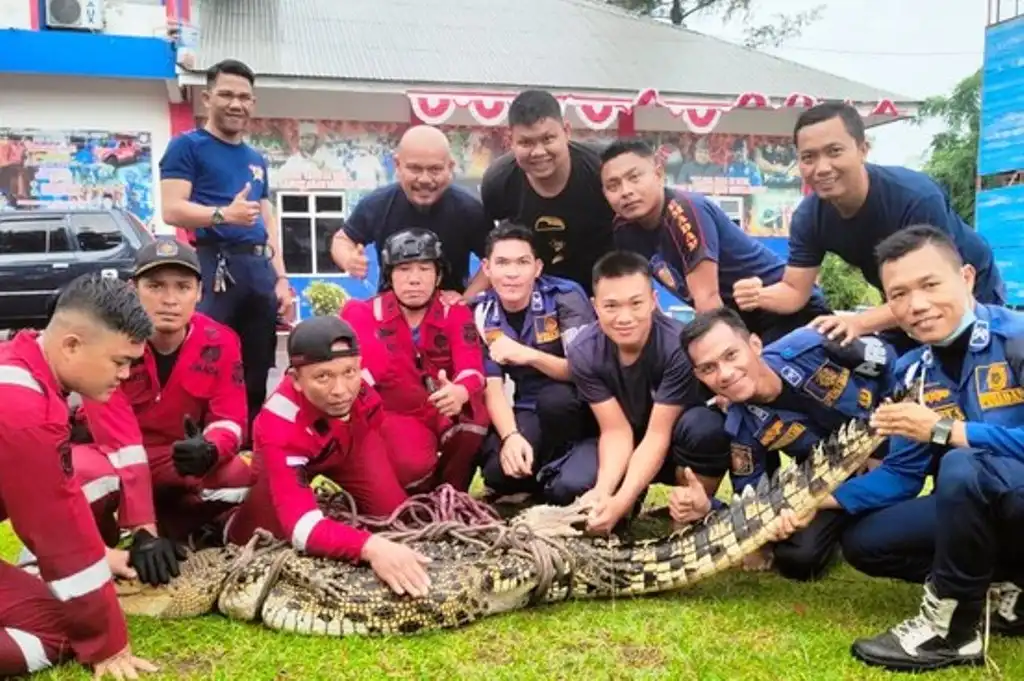 Buaya Masuk Keramba Nelayan, Damkar Kota Bengkulu Turun Tangan