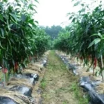 Perjuangkan Nasib Petani, Komaruddin Dukung KTNA Dorong Swasembada Pangan