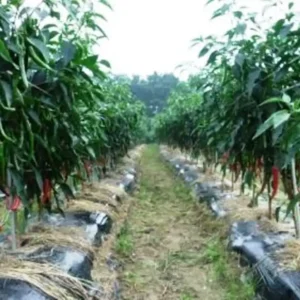 Perjuangkan Nasib Petani, Komaruddin Dukung KTNA Dorong Swasembada Pangan