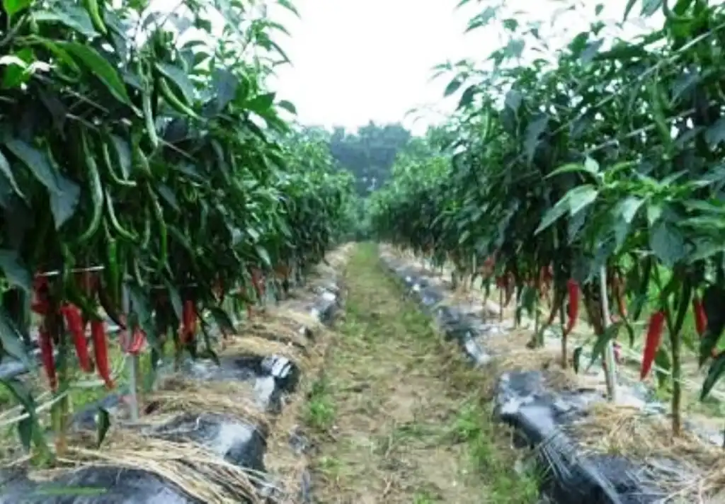 Perjuangkan Nasib Petani, Komaruddin Dukung KTNA Dorong Swasembada Pangan