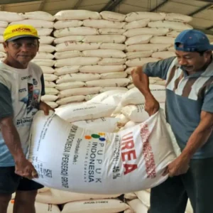 Petani Bengkulu Jangan Panik, Kepala Dispangtan : Stok Pupuk Subsidi Aman Petani Bengkulu Jangan Panik, Kepala Dispangtan : Stok Pupuk Subsidi Aman