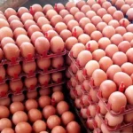 Harga Telur naik