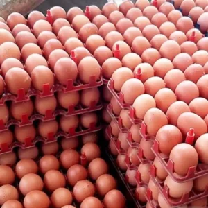 Soal Naiknya Harga Telur, Tiga Menteri Saling Lempar Harga Telur naik