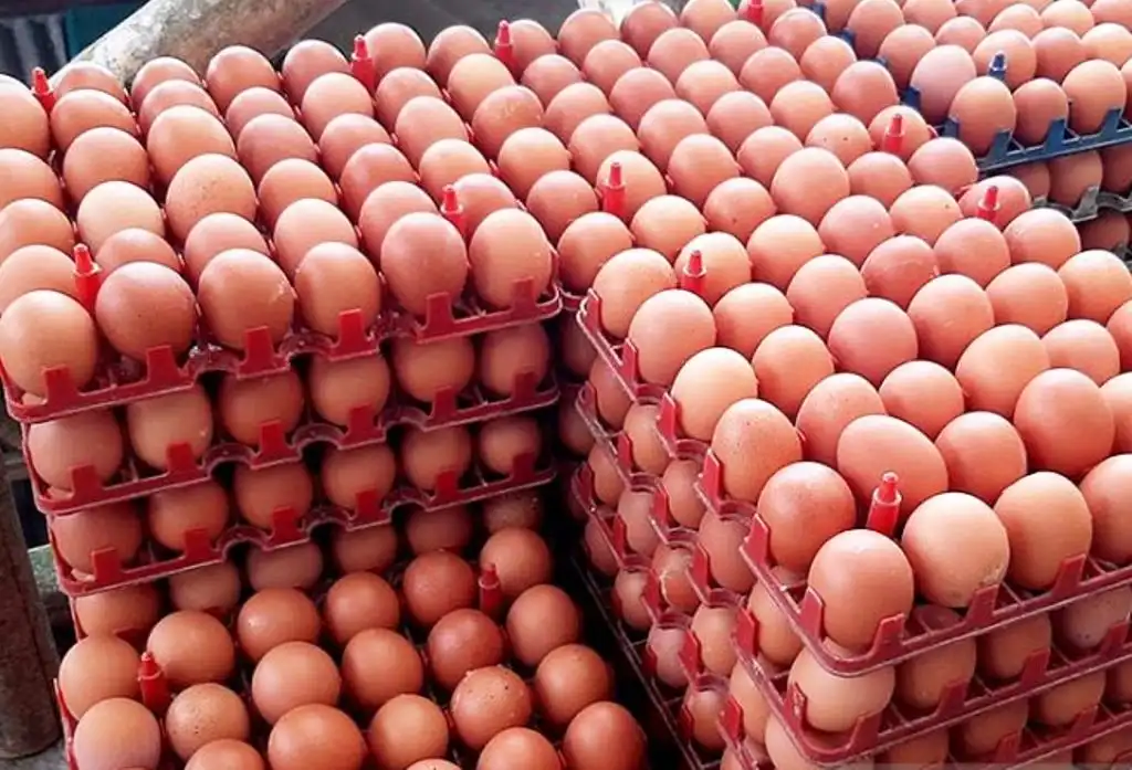 Harga Telur naik