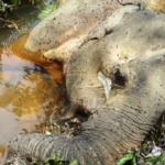 Gajah Betina Sumatera Ditemukan Mati di Hutan Mukomuko