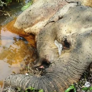 Gajah Betina Sumatera Ditemukan Mati di Hutan Mukomuko