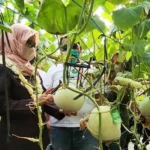 ‘Kampoeng Melon The Pradah’ Dikunjungi oleh Bupati Blitar