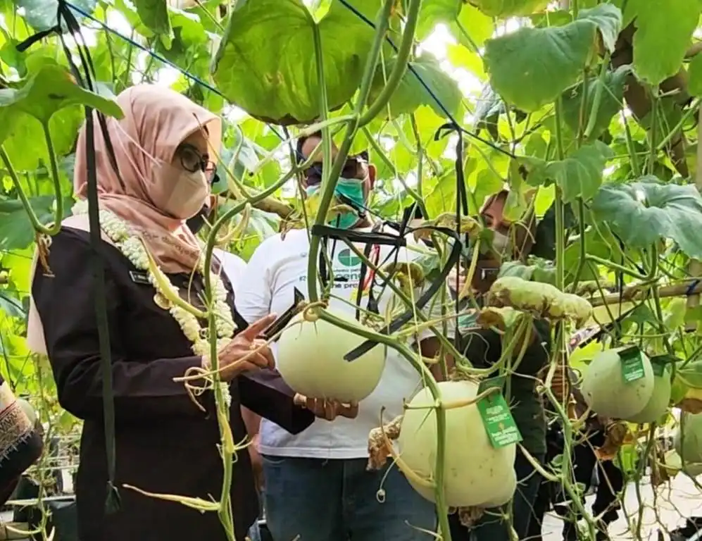 ‘Kampoeng Melon The Pradah’ Dikunjungi oleh Bupati Blitar