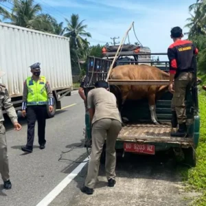 Razia Hewan Ternak, Satu Ekor Sapi Berhasil Diamankan