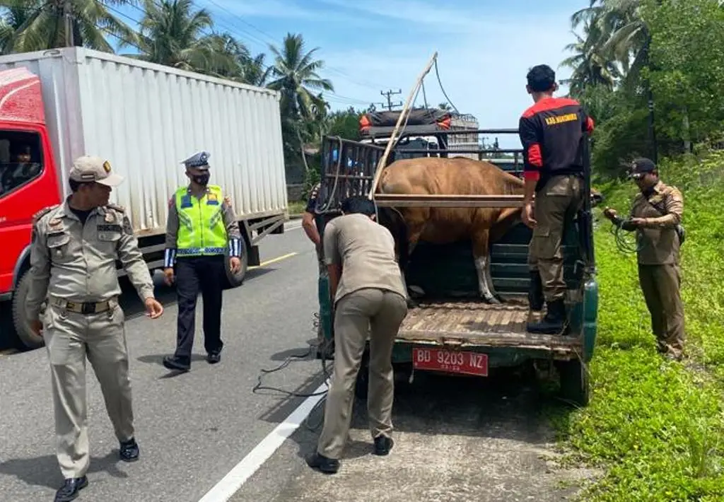 Razia Hewan Ternak, Satu Ekor Sapi Berhasil Diamankan