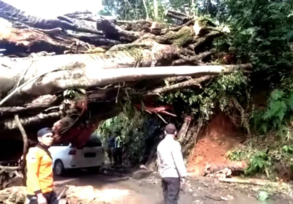 Sempat Macet Karena Pohon Tumbang, Liku Sembilan Bisa Dilalui