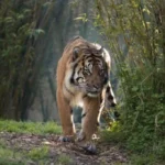 Warga Mukomuko Kembali Temukan Jejak Harimau Diwilayah Pemukiman