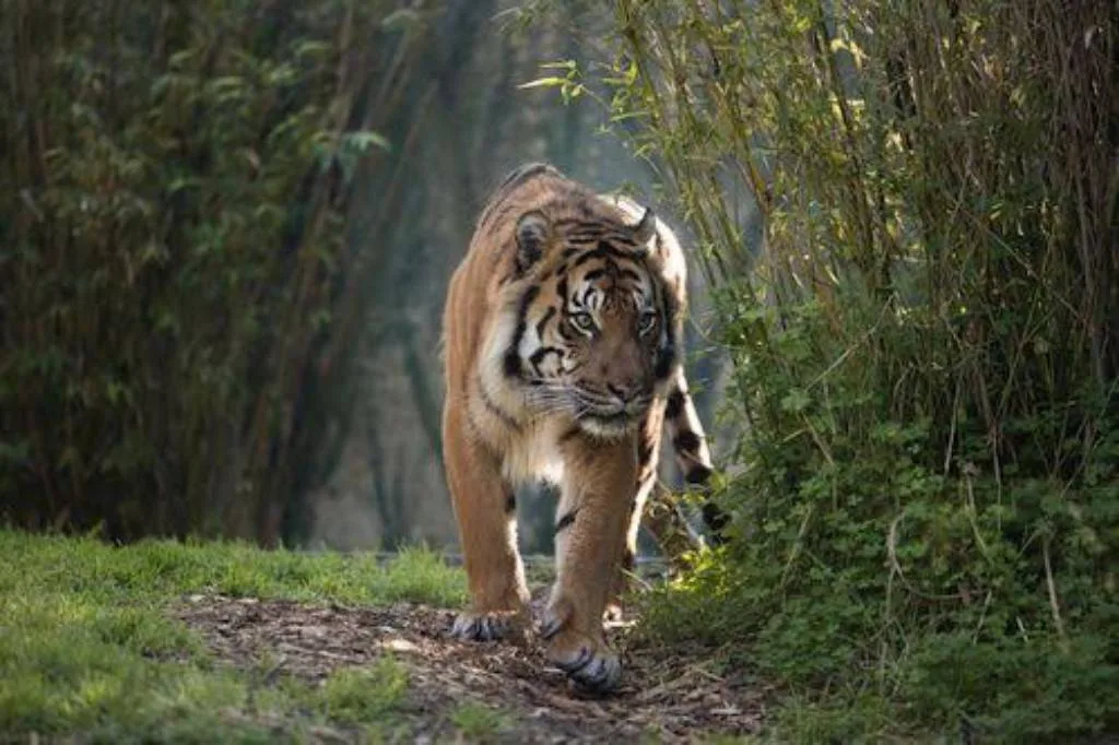 Warga Mukomuko Kembali Temukan Jejak Harimau Diwilayah Pemukiman