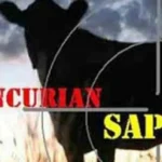 Curi Sapi
