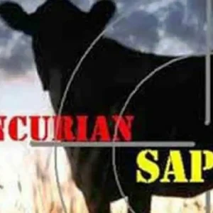 Dua Warga Ipuh Curi Sapi di Kebun Curi Sapi