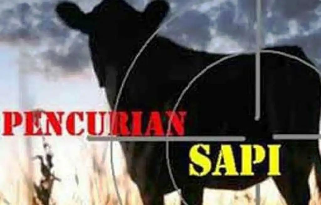 Curi Sapi