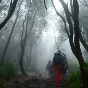 Pamit Hendak Menambang Emas, Dua Warga Lebong Hilang di Hutan