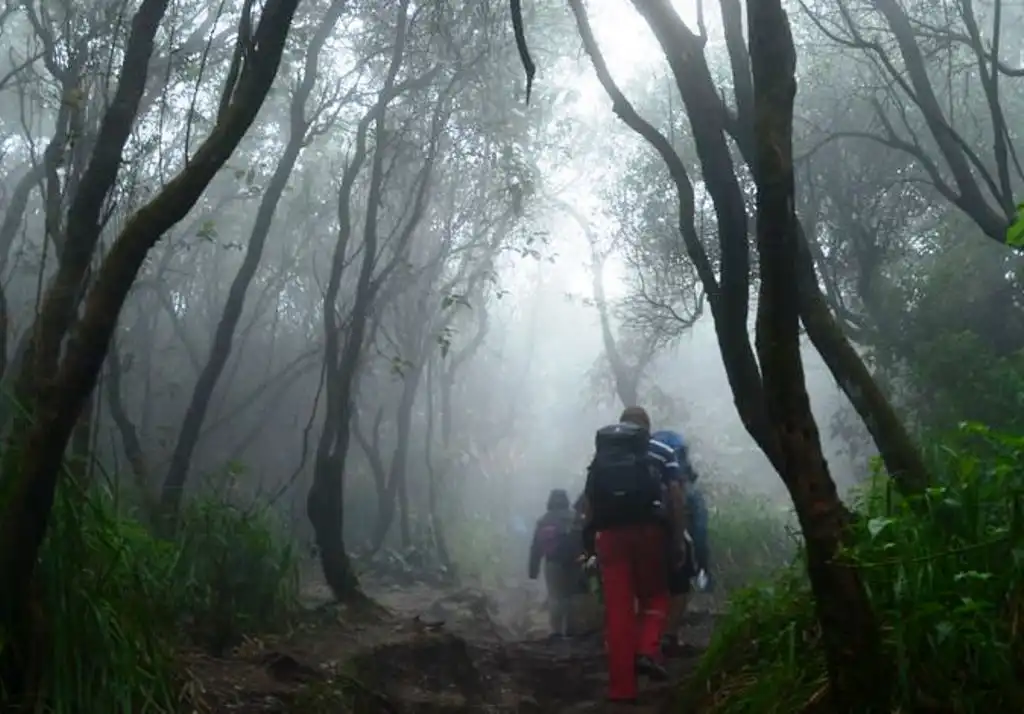 Pamit Hendak Menambang Emas, Dua Warga Lebong Hilang di Hutan
