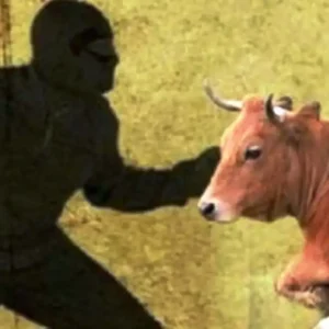 Pencuri Sapi Pasrah, Kepergok Pemilik Saat Beraksi Pencuri sapi