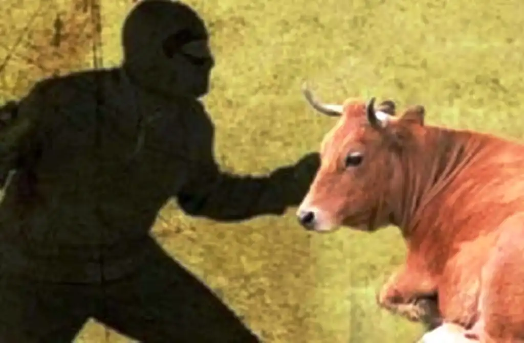 Pencuri sapi