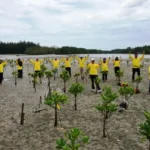 Peringati Hari Mangrove Internasional, Gubernur Rohidin Tanam 15 Ribu Bibit