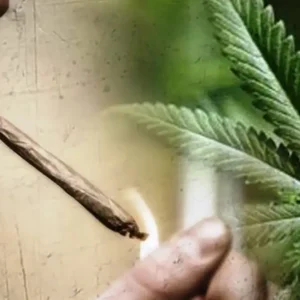 Simpan Ganja Dalam Tas, Mahasiswa Diringkus Polisi Saat Di Kampus