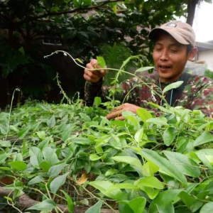 Cincau Clinic Kolaborasi dengan Petani, Naikkan Pamor Minuman Tradisional