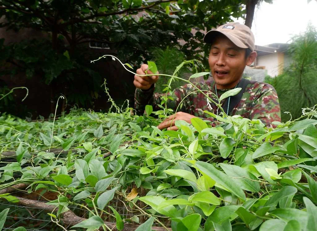 Cincau Clinic Kolaborasi dengan Petani, Naikkan Pamor Minuman Tradisional