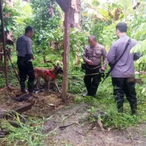 Buru Pelaku Pembunuhan Ibu Anak, Polisi Turunkan Anjing Pelacak