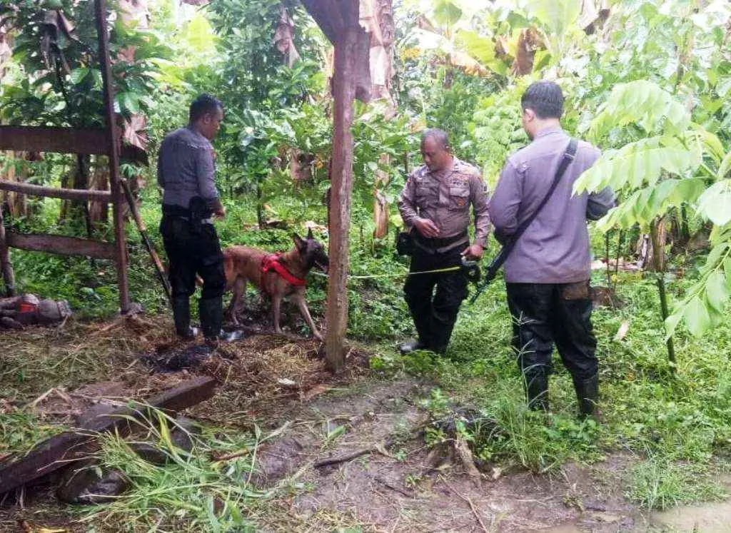 Buru Pelaku Pembunuhan Ibu Anak, Polisi Turunkan Anjing Pelacak