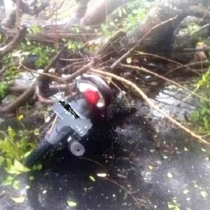 Dua Pelajar Tertimpa Pohon Saat Berkendara, Satu Tewas Ditempat