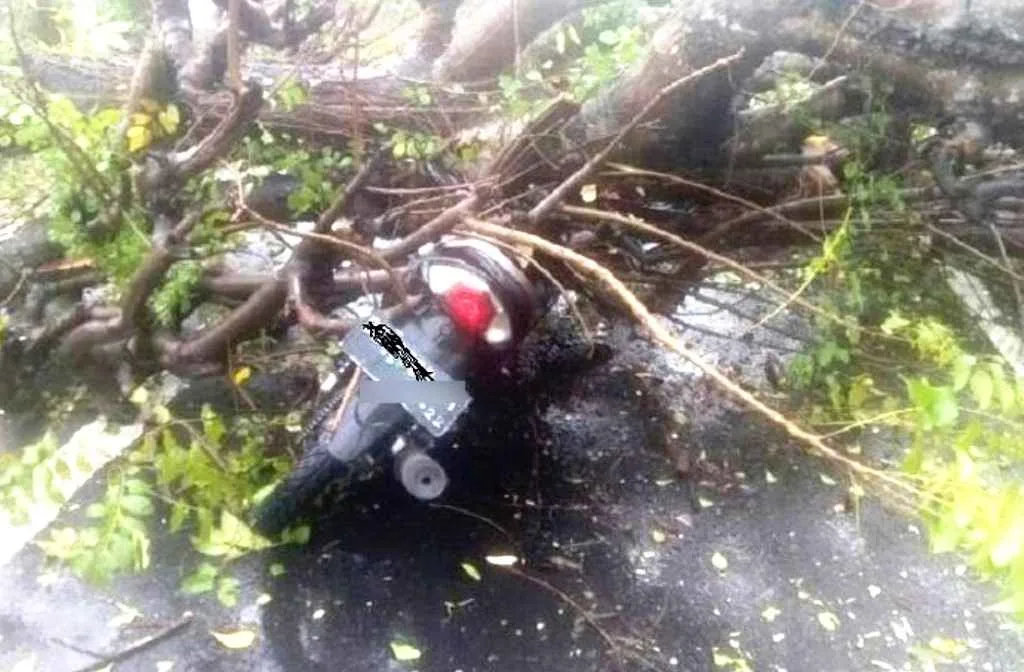 Dua Pelajar Tertimpa Pohon Saat Berkendara, Satu Tewas Ditempat