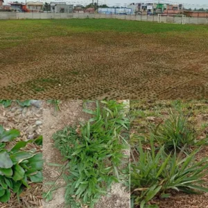 Pembangunan Stadion Mini di Kota Bengkulu, Rumput Diganti Total? Pembangunan Stadion Mini di Kota Bengkulu, Rumput Diganti Total?