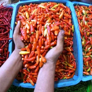 Harga Cabai Merah di Bengkulu Naik Jadi Rp.60 Ribu Cabai Meroket, Daging Sapi dan Bawang Putih Turun