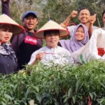 Kunker ke Desa Makmur Jaya, Bupati Mukomuko Panen Cabai